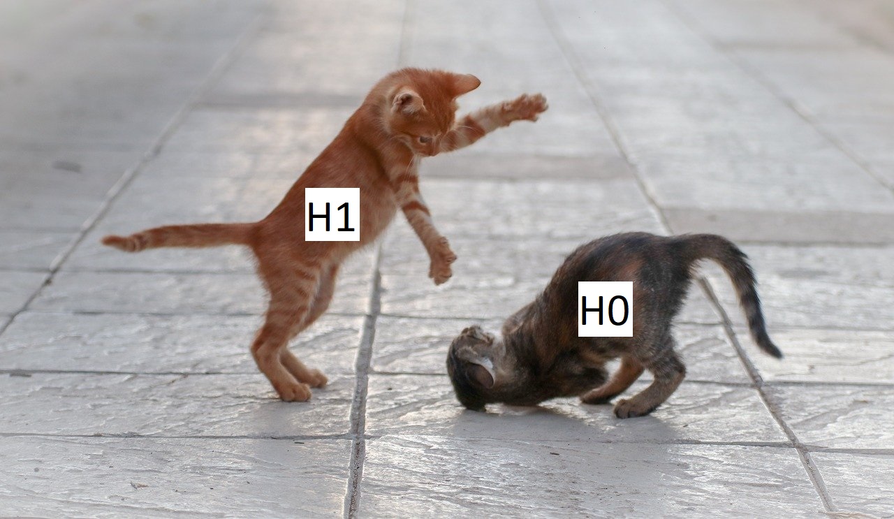 two cats fighting labelled H0 and H1