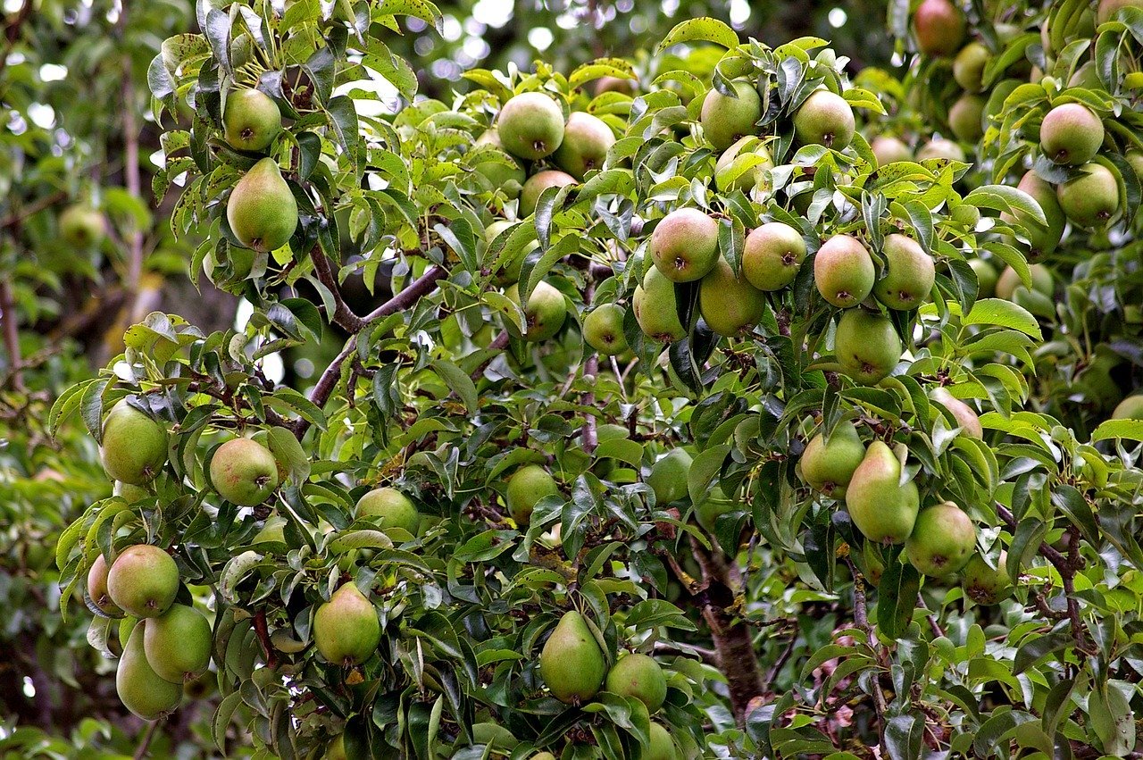 fruits