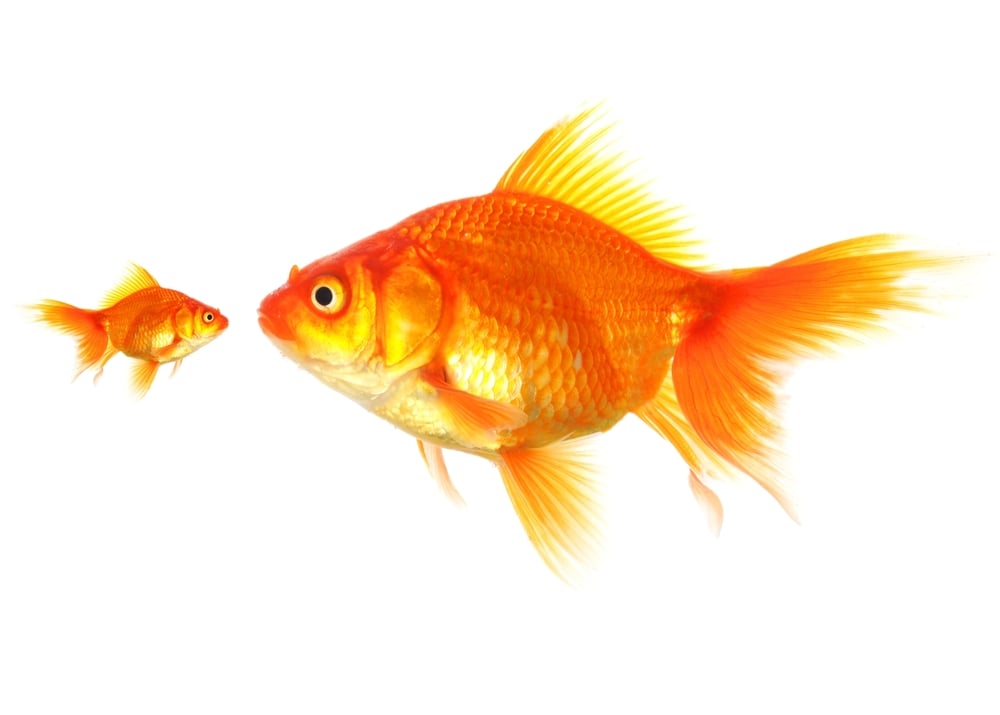 small-goldfish-facing-large-goldfish