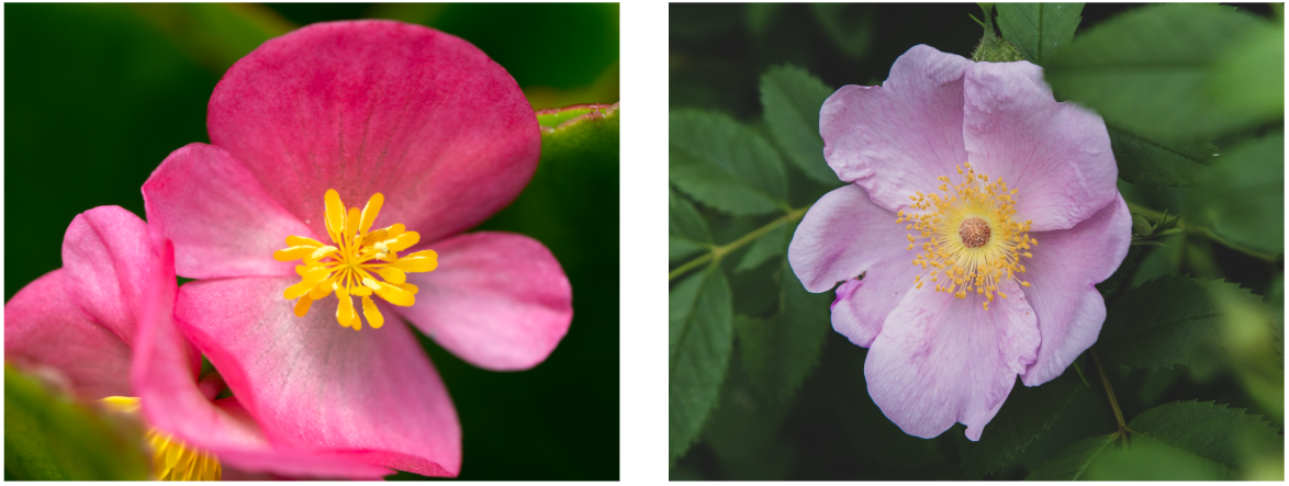 Two flowers