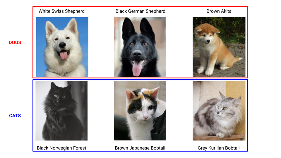 dogs and cats by species