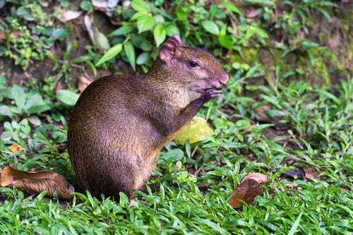 Uma cutia comendo sementes