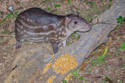 Uma paca próxima a um galho de árvore, com algumas sementes.