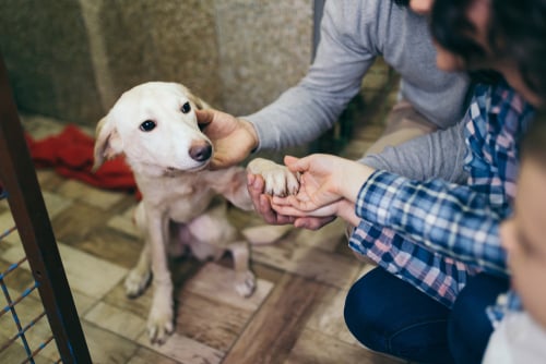 Dog in animal shelter with family