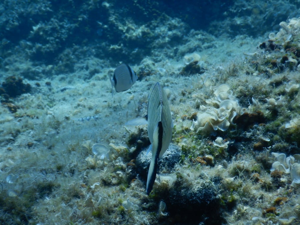 Some bream swimming. Bream are quite flat.