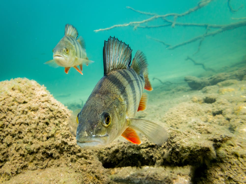 Some perch swimming. Perch are quite round.