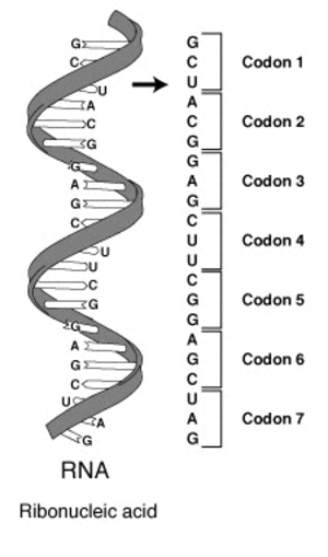 RNA code