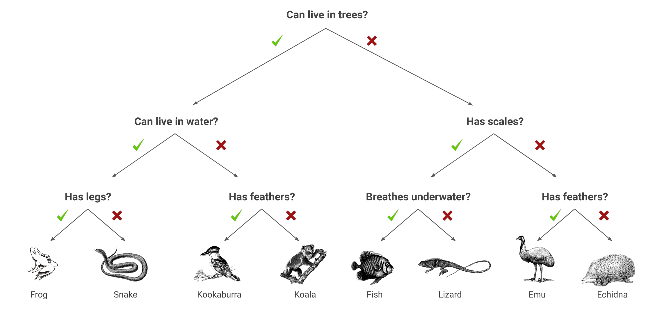 animal_flowchart