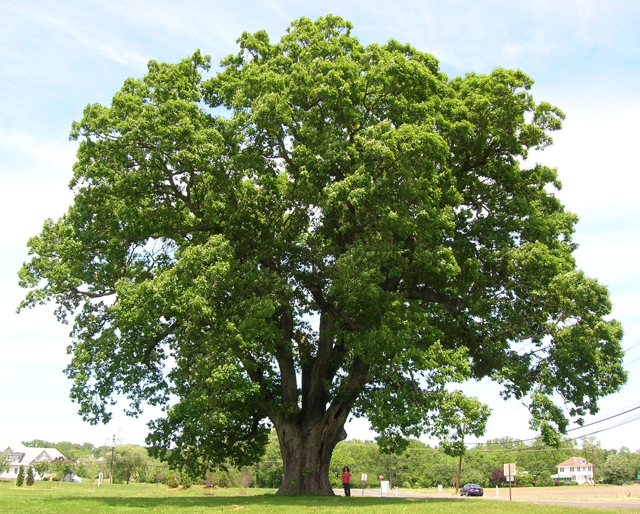 oak grown