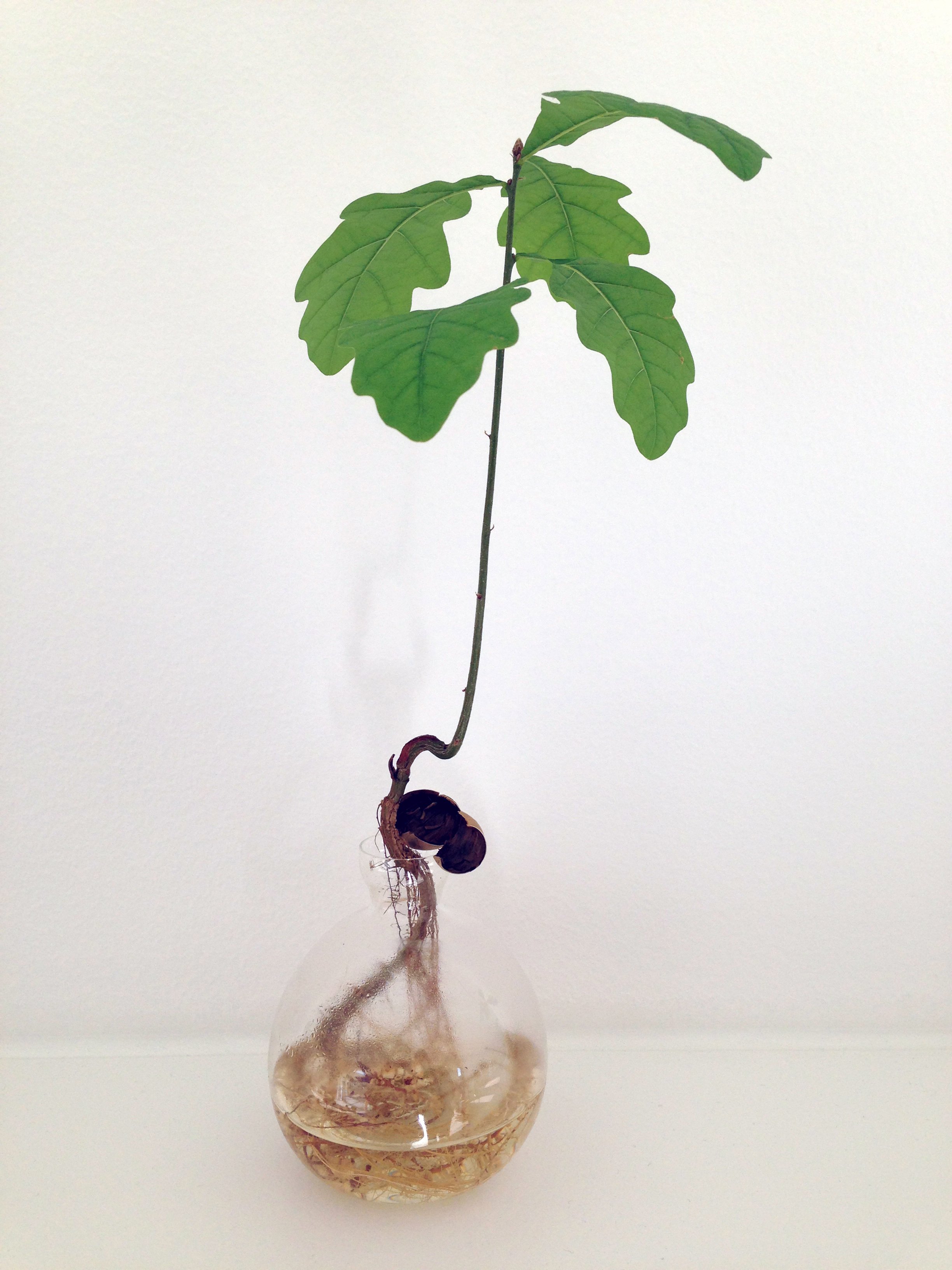 oak sprout