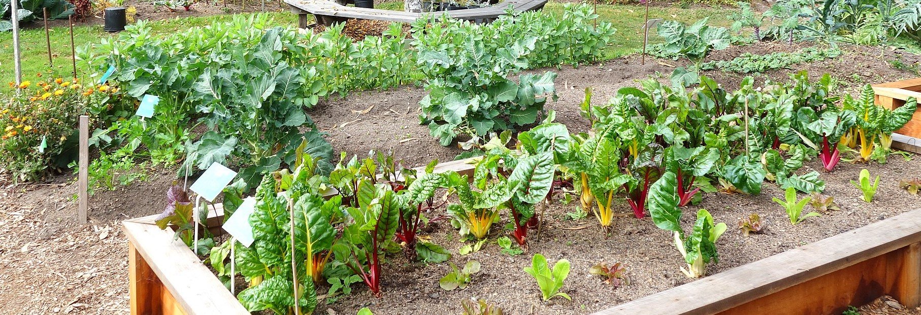 Vegetable garden