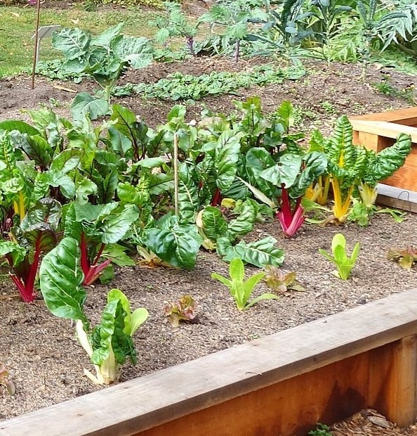 Vegetable garden