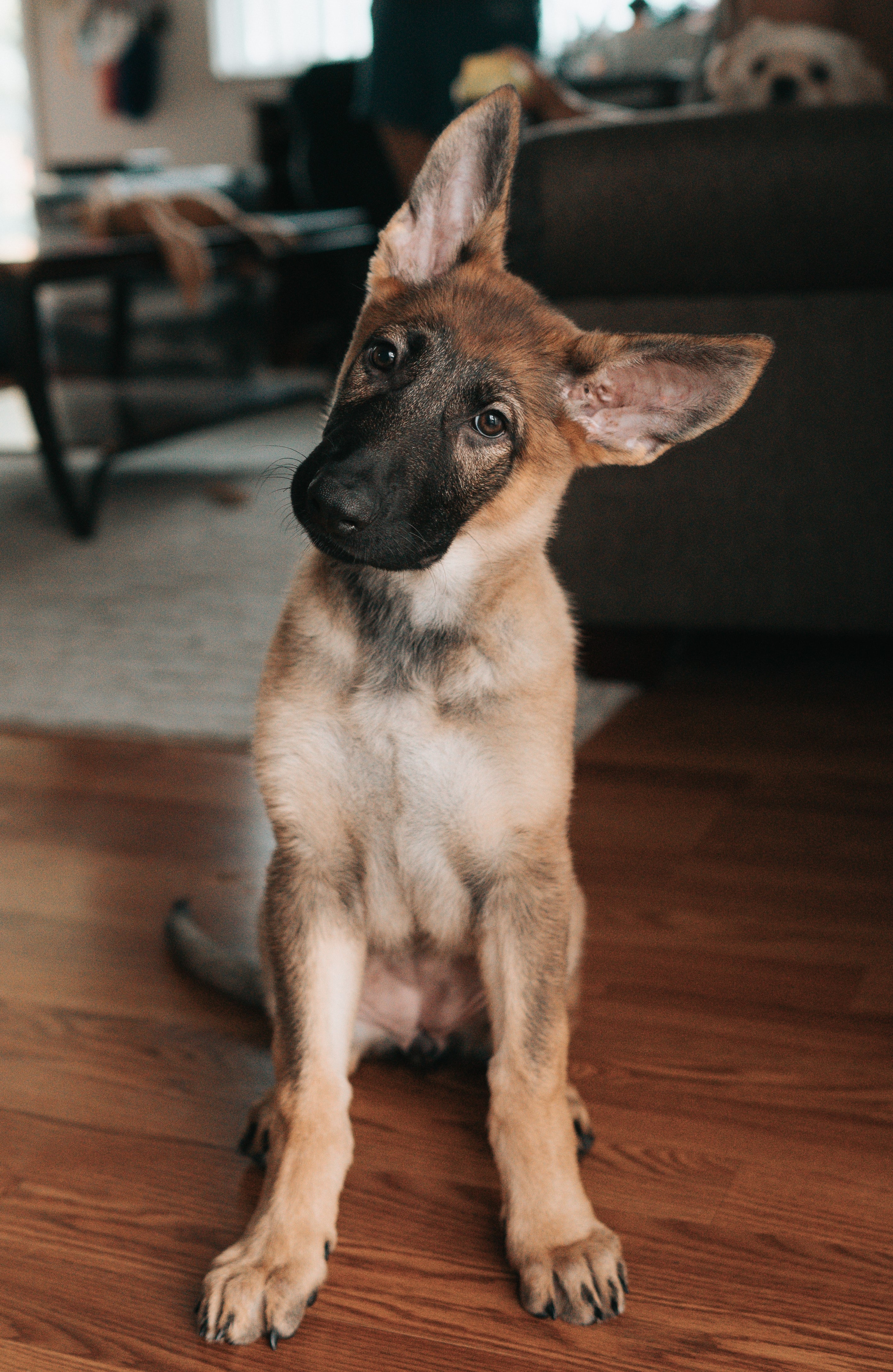 Confused_dog