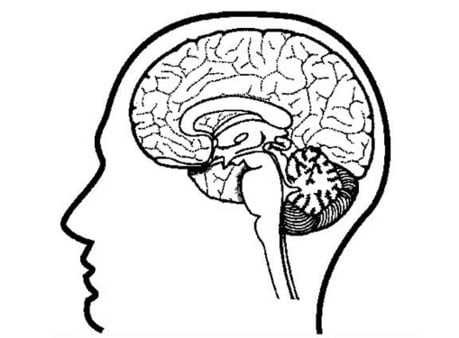 An black-and-white picture of a human head silhouette, with detail brain
