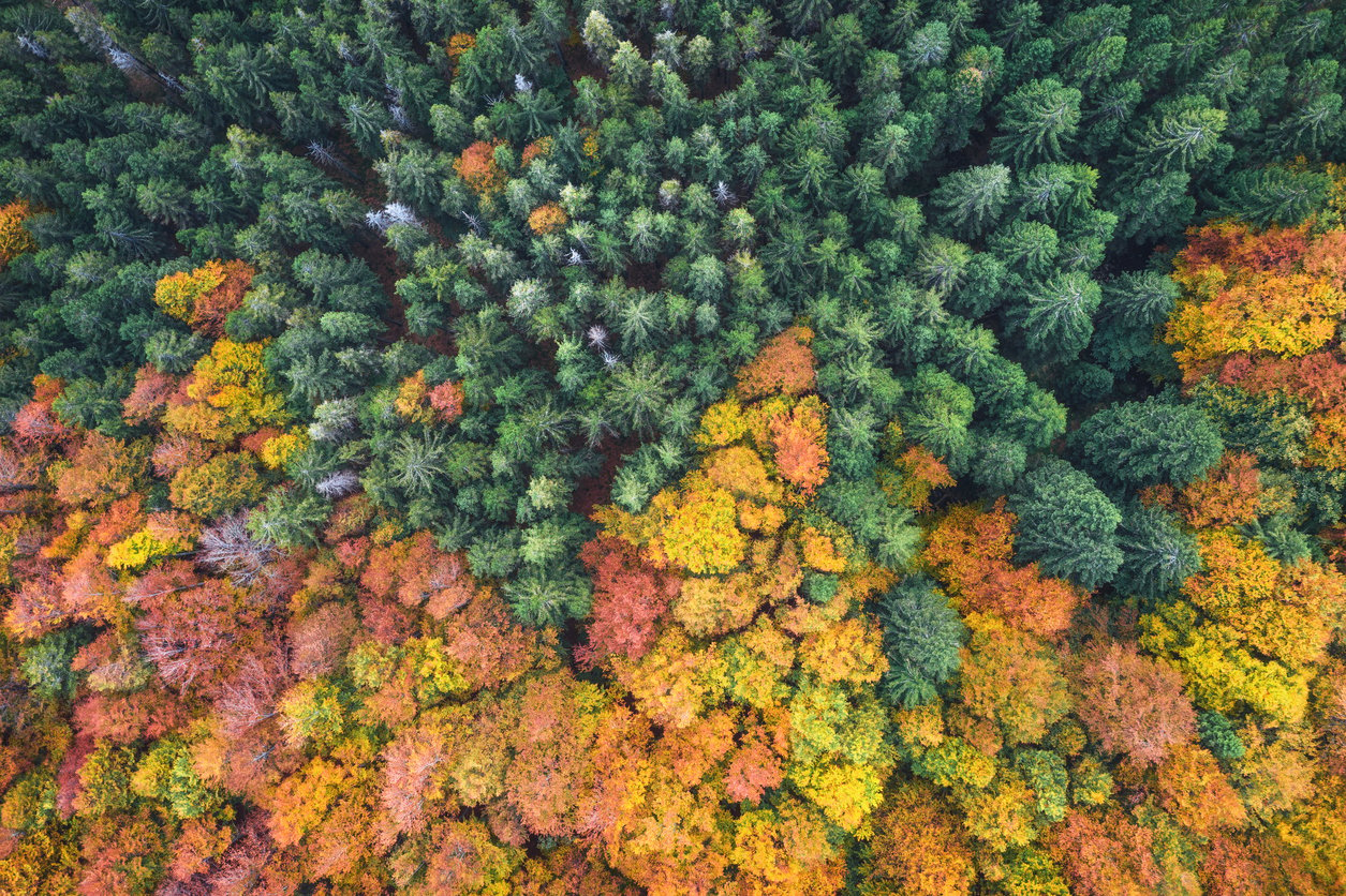 A forest in fall consisting of different colors