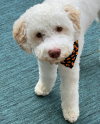 A picture of a dog, Chase, the CDO of DOG Investments