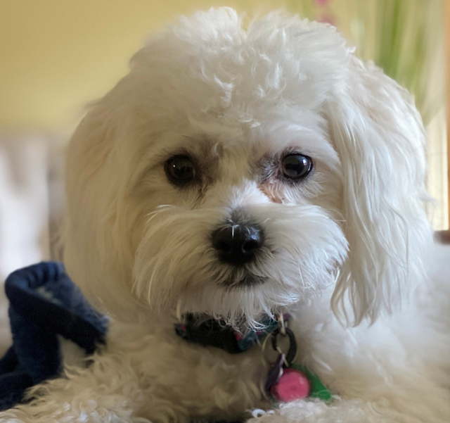 A picture of a small white dog to represent the client, Milly