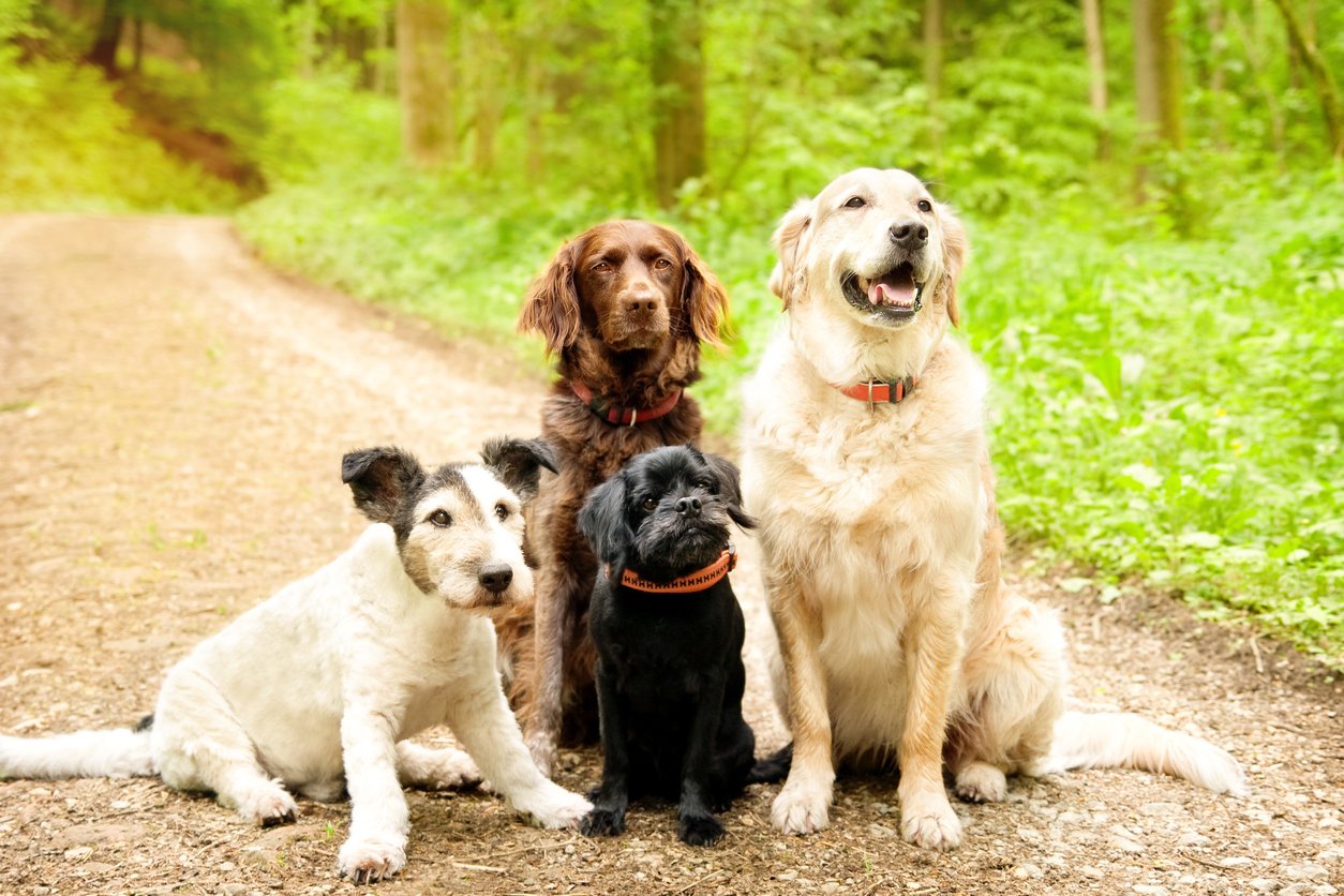 Group of dogs