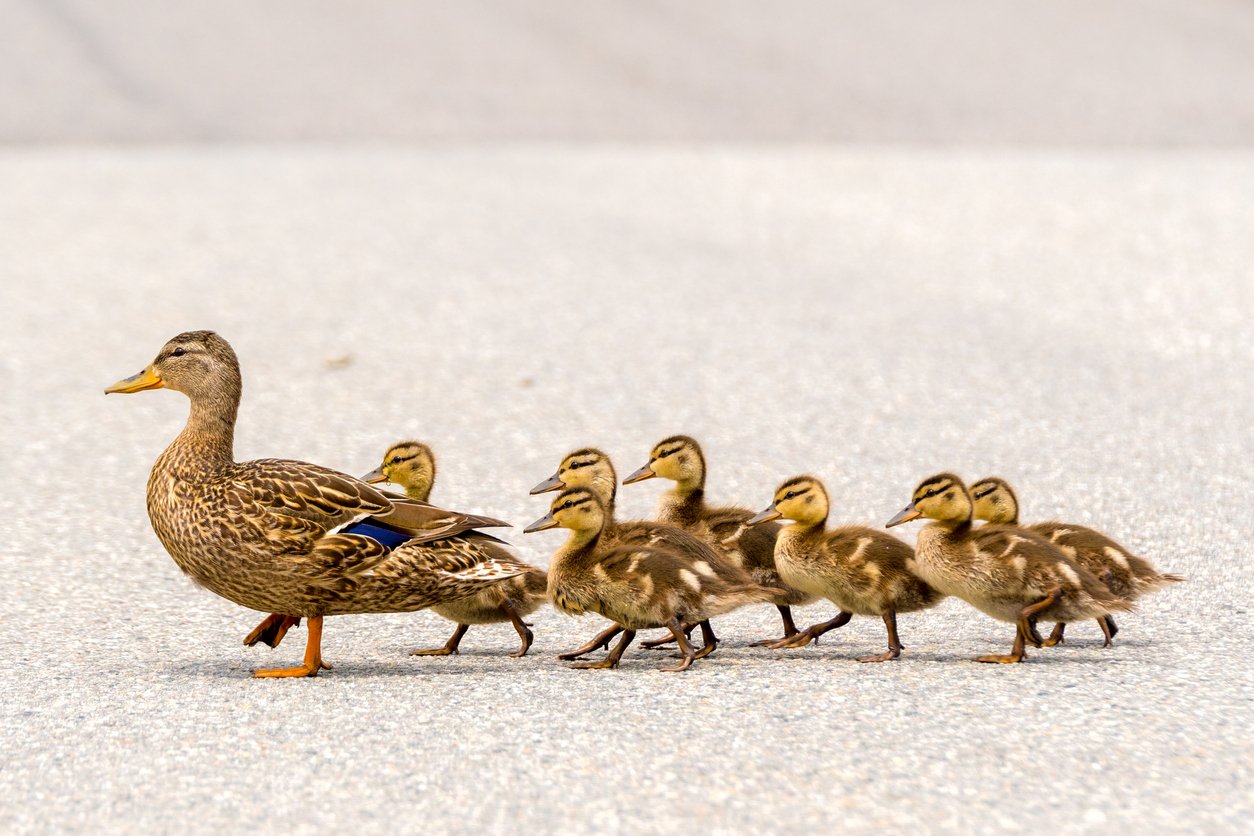 Ducks in a row