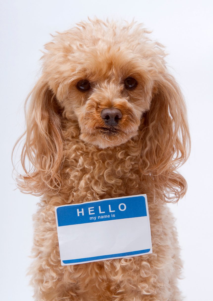 Dog with name tag