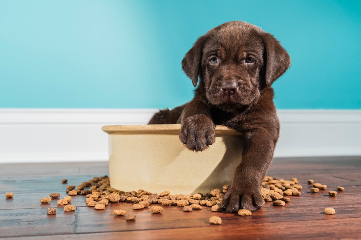 A dog with food bowl