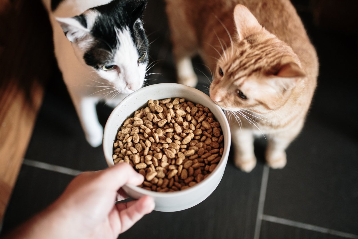 Two Cats with Food