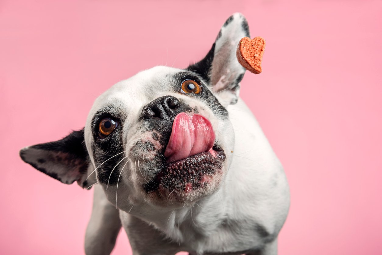 Dog eating food