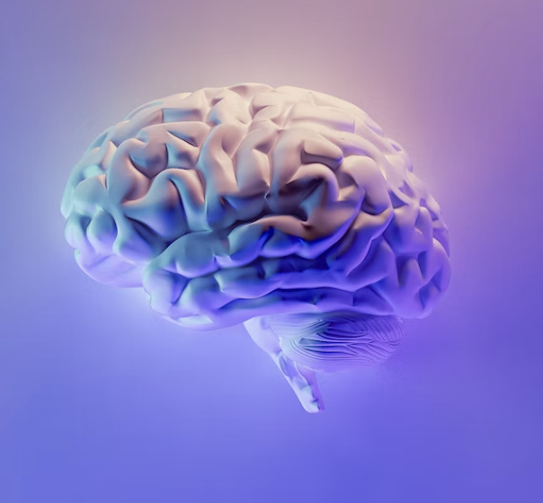 brain