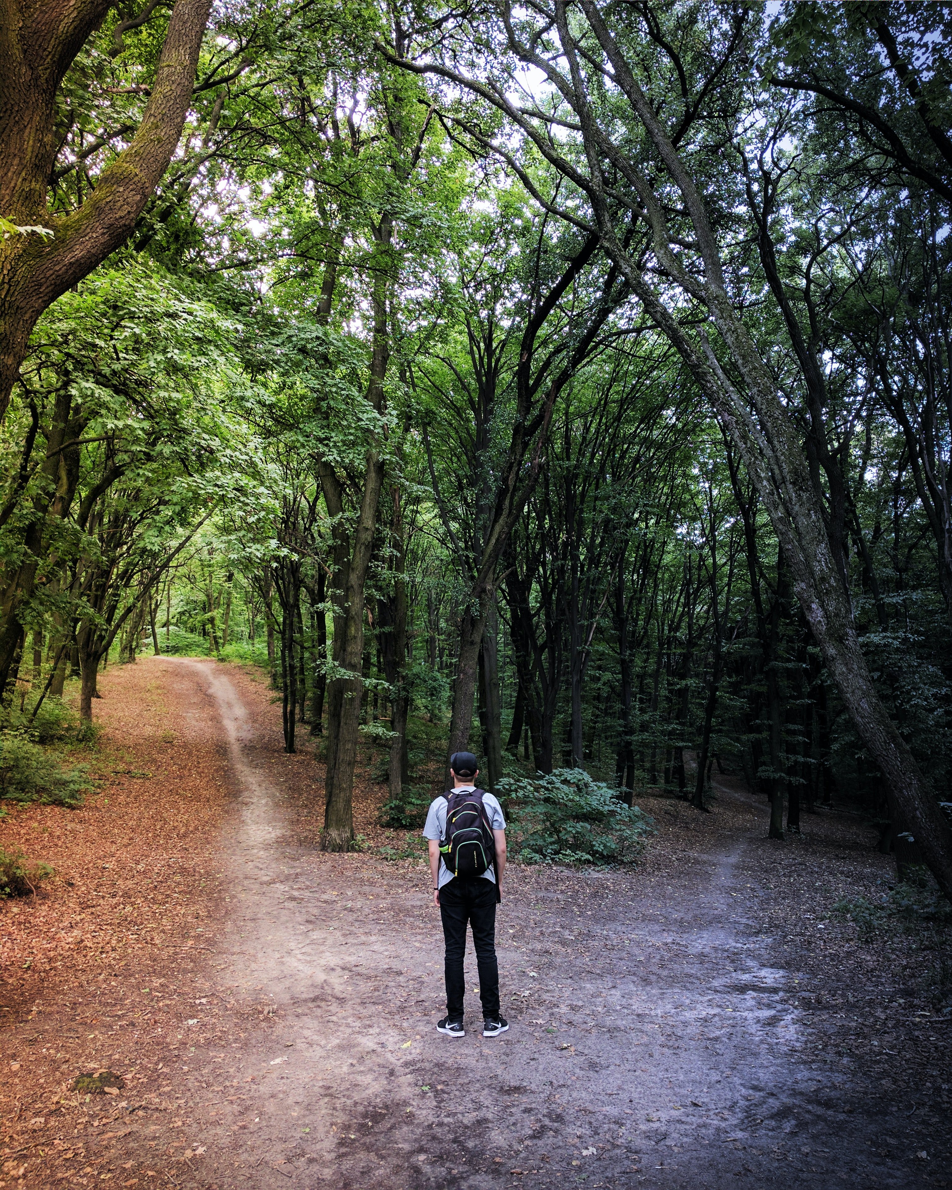 forest