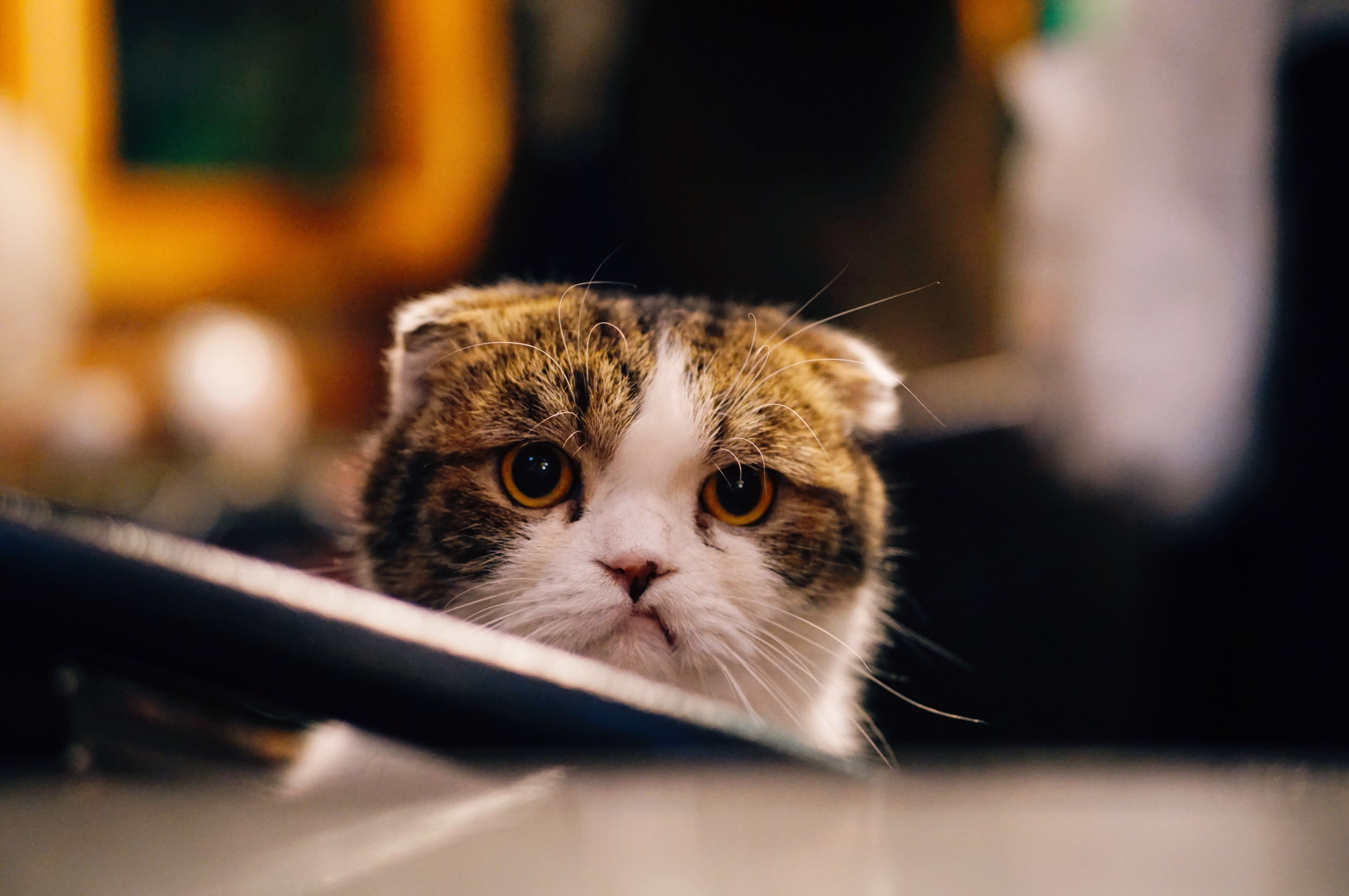 good_kitty