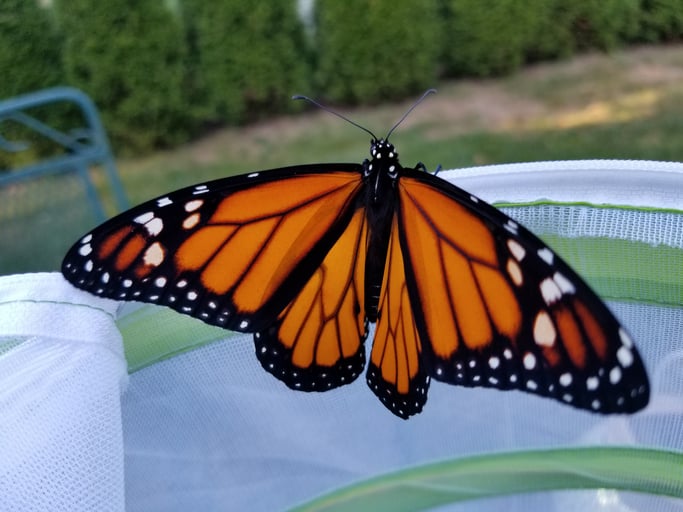 Releasing butterfly into the wild