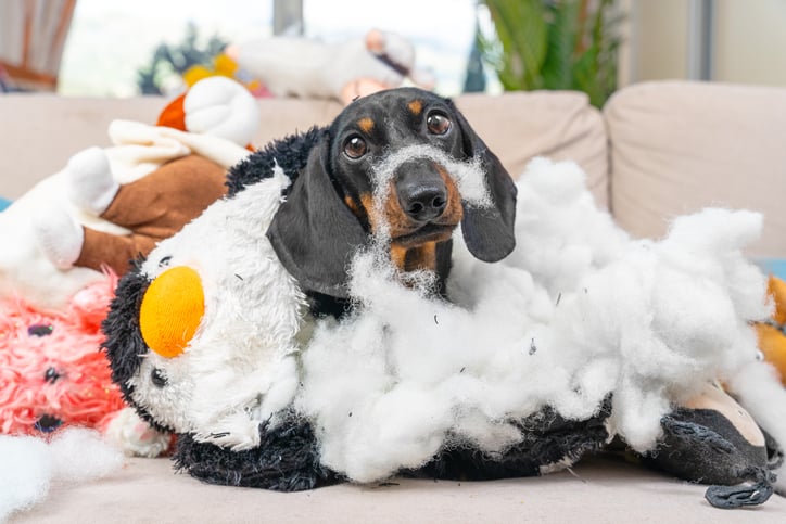 puppy risk