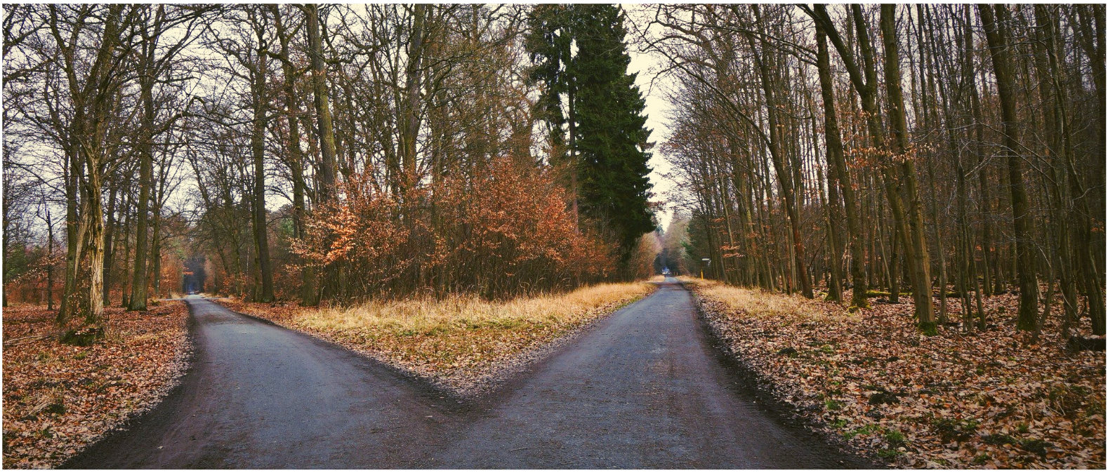 Cross roads in the forest