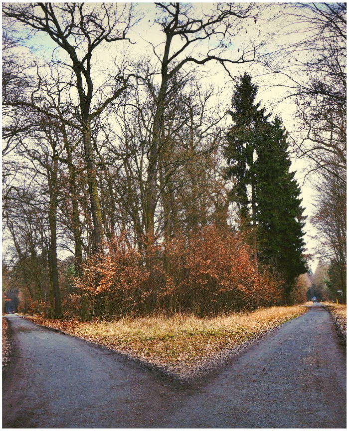 Cross roads in the forest