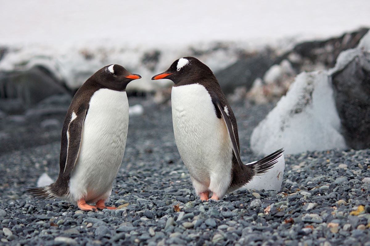 Penguins