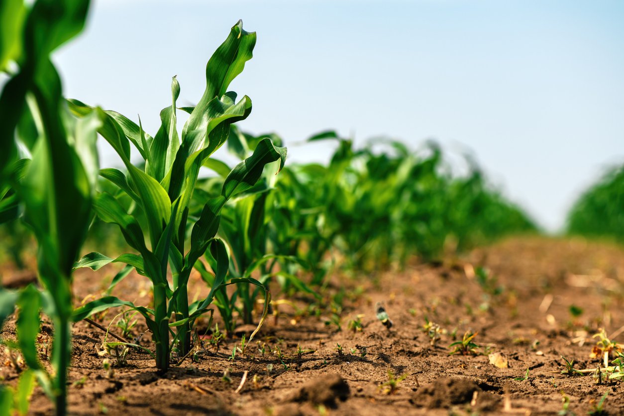 Crops growing in a field.