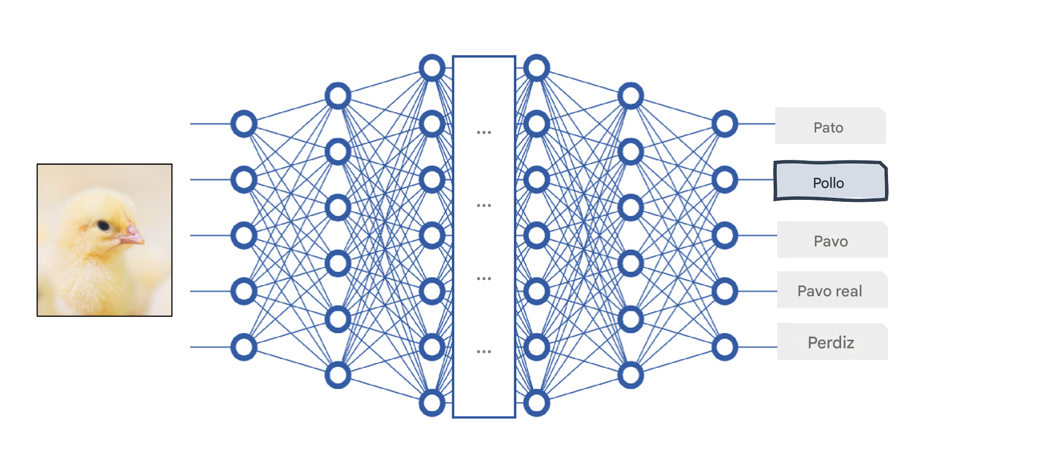 Red neuronal profunda como modelo de caja negra
