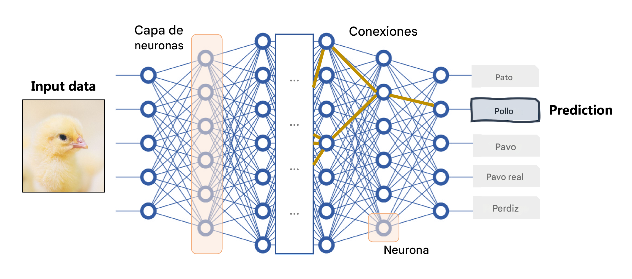 Red neuronal profunda como modelo de caja negra