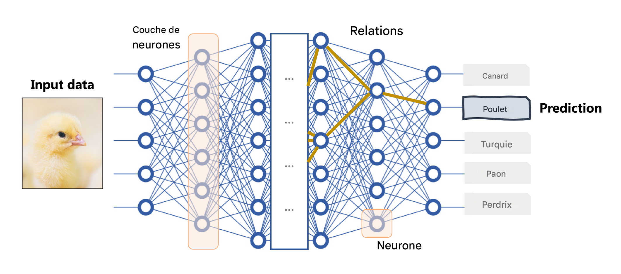 Le réseau neuronal profond comme modèle de boîte noire