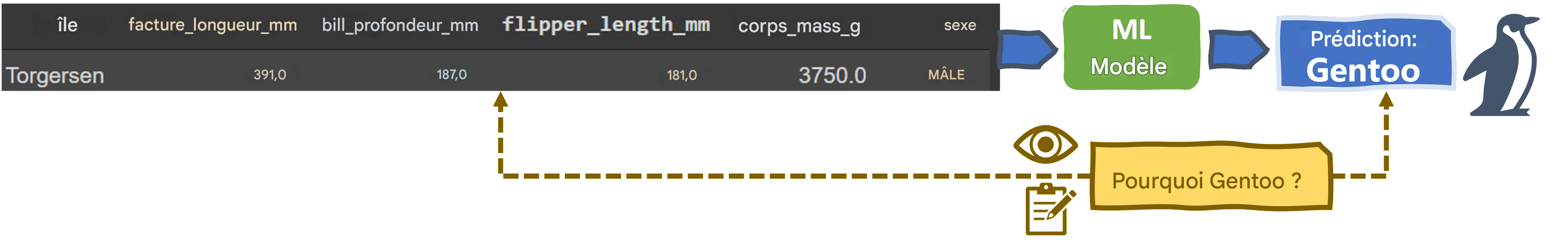 Explicabilité dans un outil de classification de manchots par ML