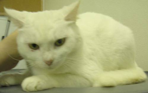 cat image
