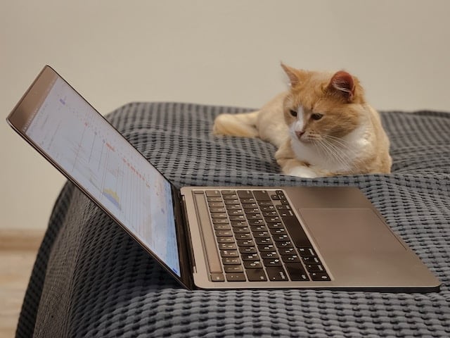 photograph of a cat sitting next to a laptop