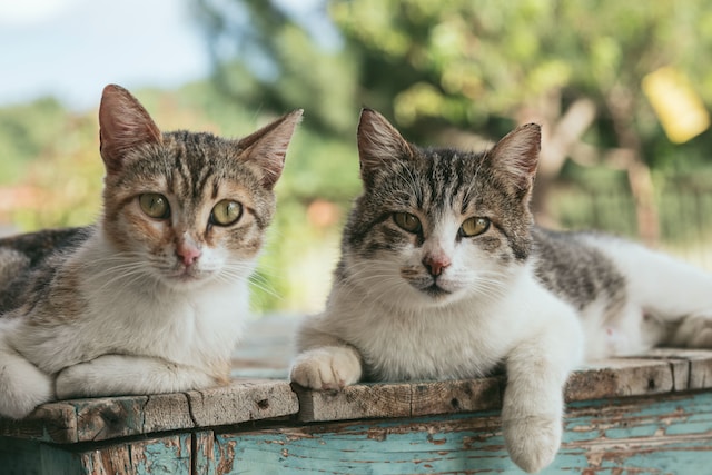 two cats image