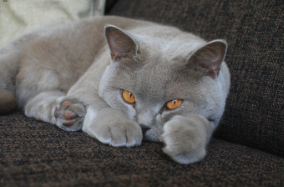 British shorthair cat photograph