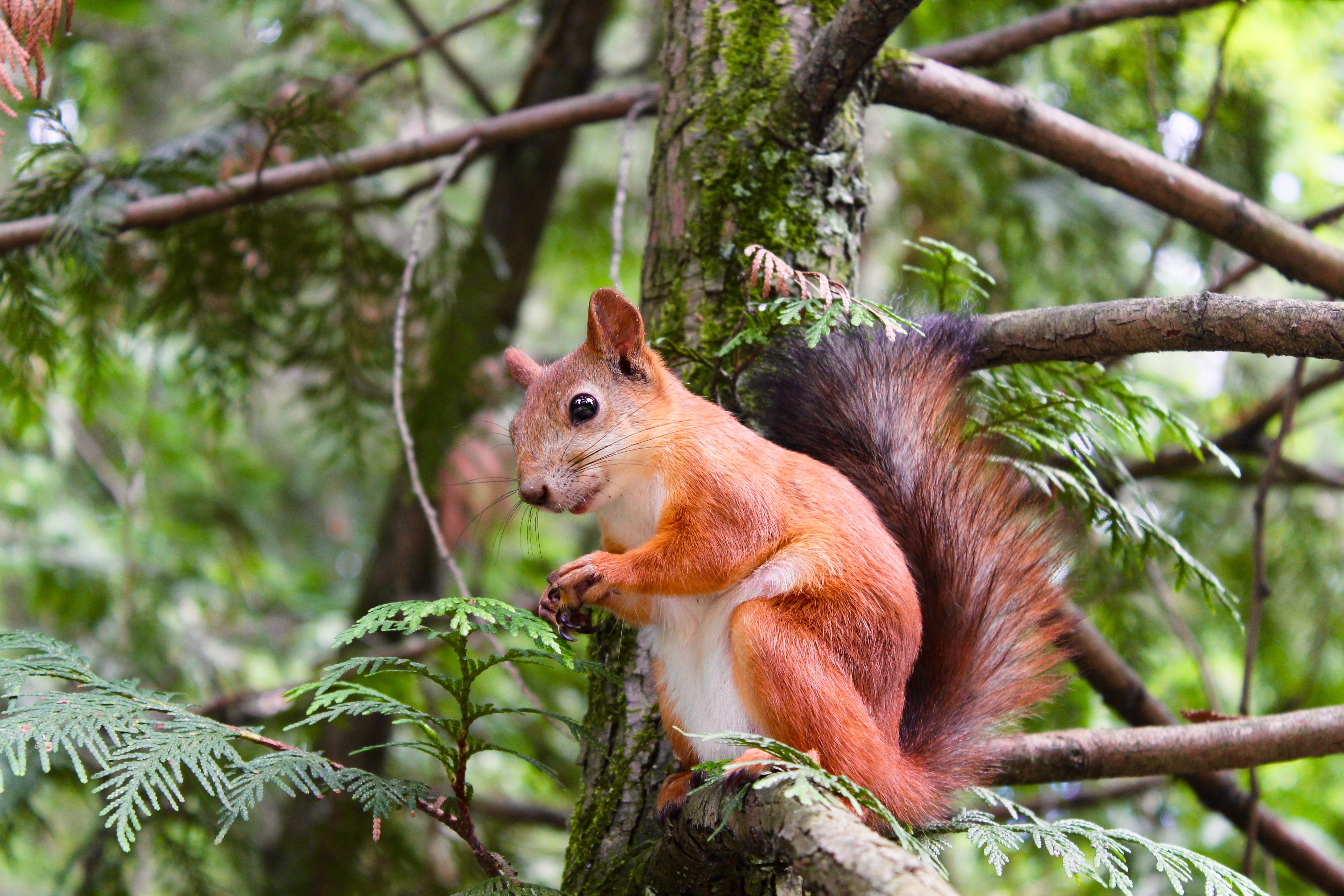 A squirrel in a forest