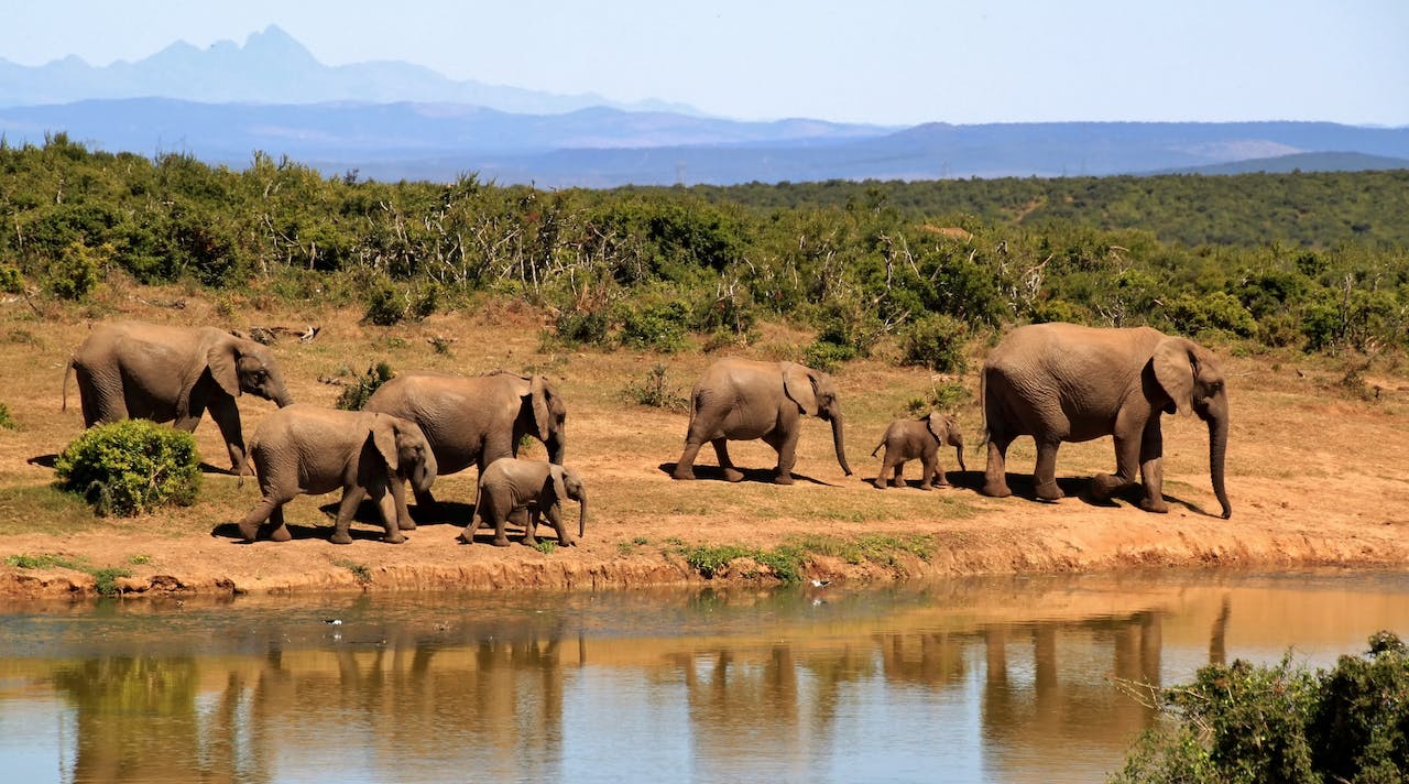 A picture of elephants