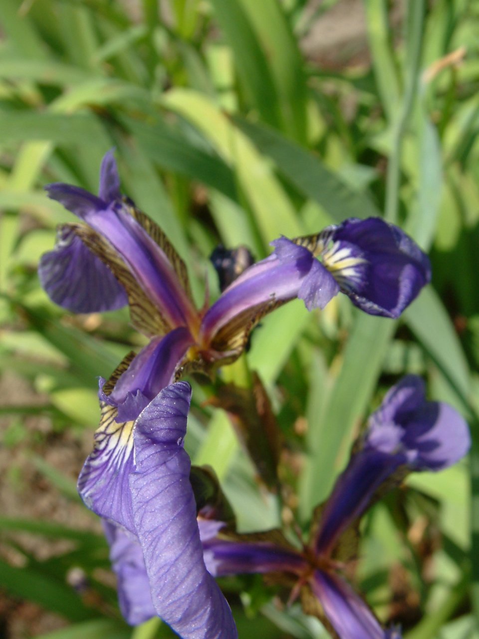 Iris
