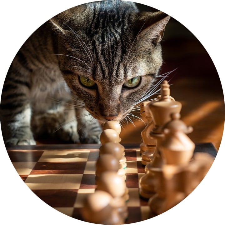 Image showing a cat playing chess.