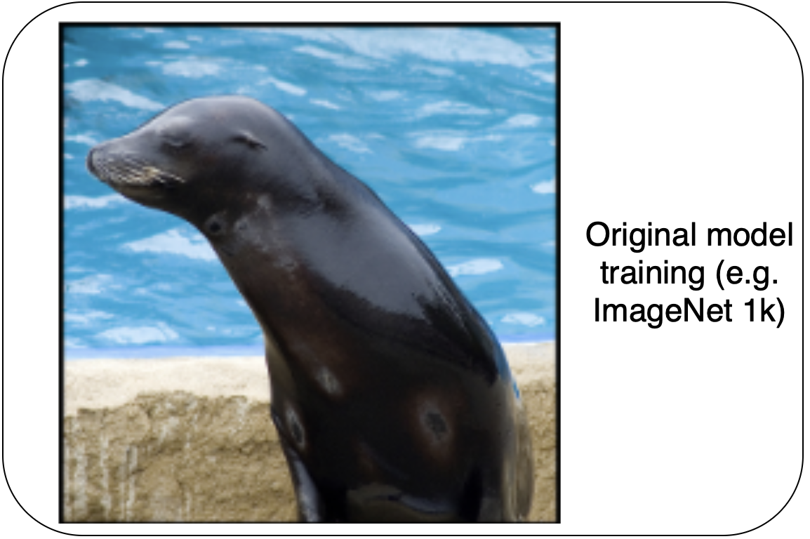 General image used for pretraining of a seal