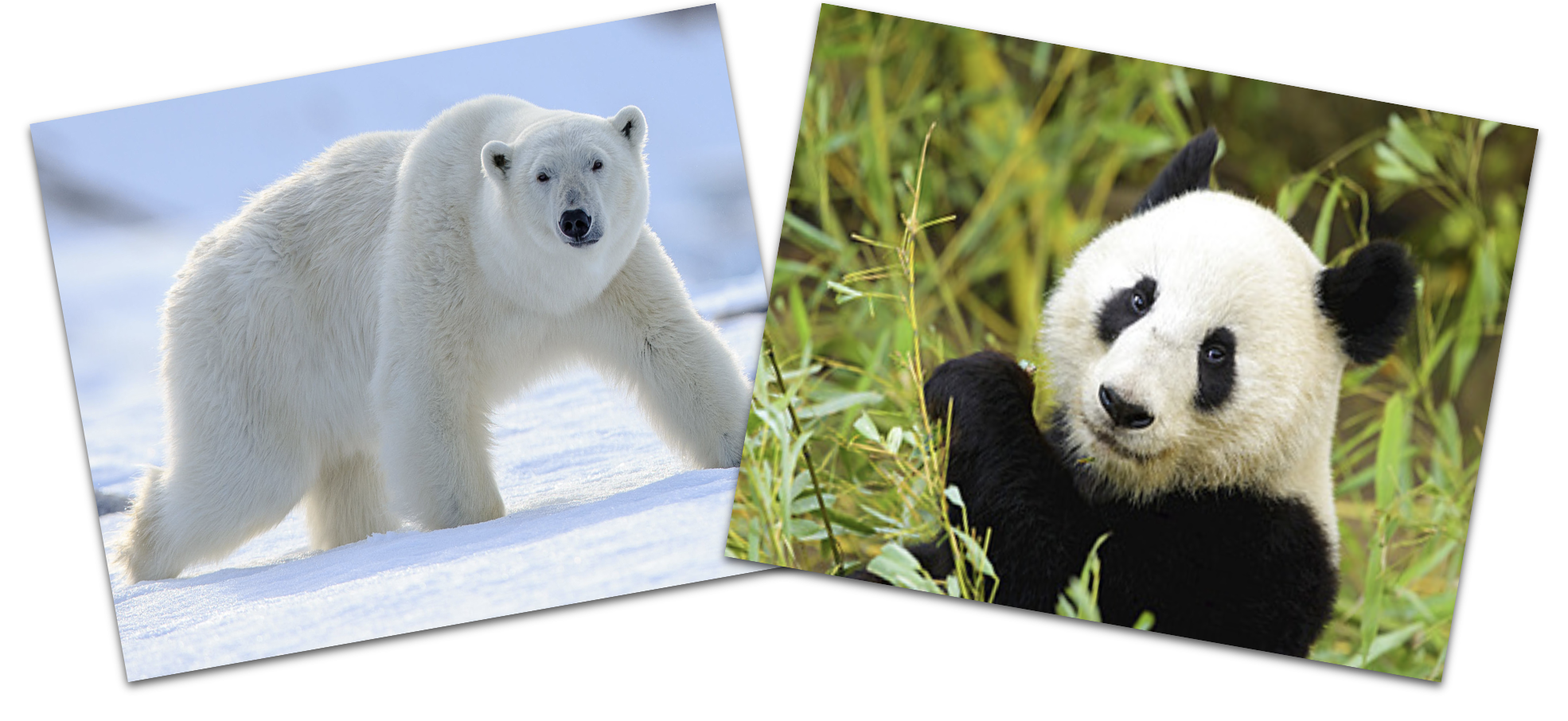 Side-by-image of a Polar Bear walking through snow and a Panda in a forest.